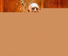 凡尔赛奥利维尔