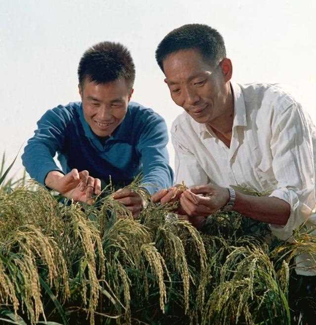 1976年袁隆平和李必湖在观察杂交水稻生长情况