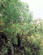 大巴山国家级自然保护区植物
