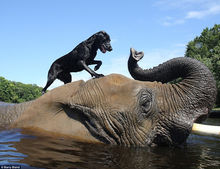非洲象与拉布拉多犬之间的接球游戏