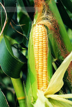 玉米是赤道几内亚人们的家常大餐