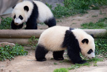 亚特兰大动物园熊猫双胞胎